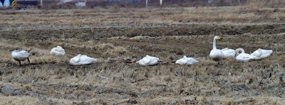 큰고니들의 평온한 봄 오후