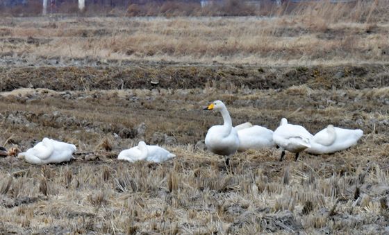 낮잠 자는 큰고니