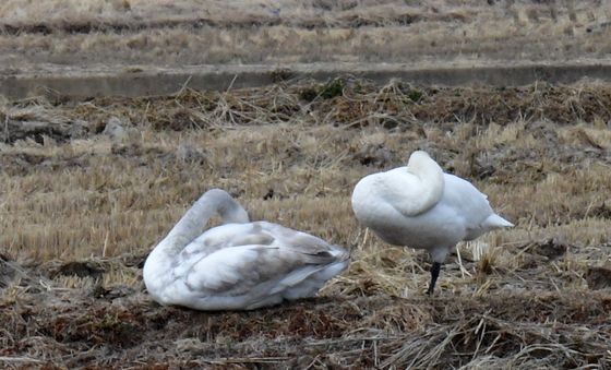 한발로 서서 잠자는 큰고니