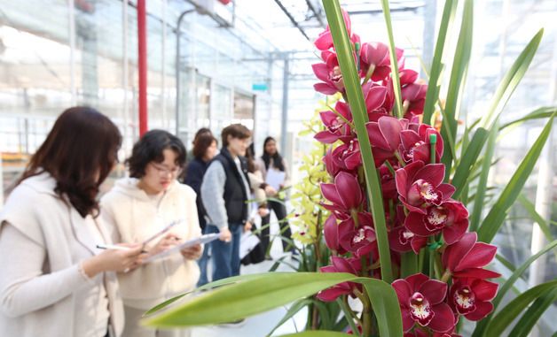 농진청, 국내 육성 심비디움 평가회 개최