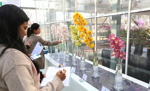 농진청, 국내 육성 심비디움 평가회 개최