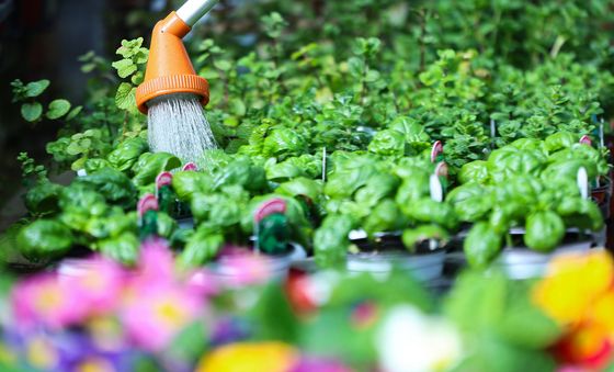 촉촉한 새봄 맞이