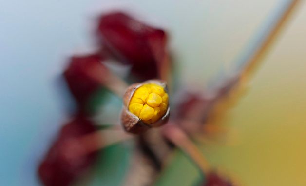 봄마중 나온 산수유