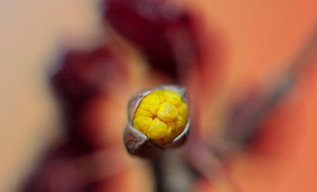 노란 꽃망울 터트린 산수유