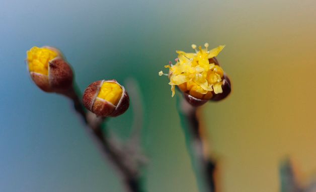 우수에 핀 산수유