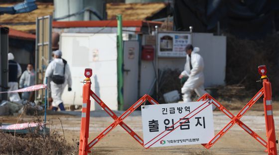 평택 돼지농장서 ASF 확진…올해 17번째 발생