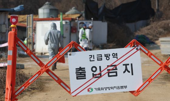 경기 평택 돼지농장서 아프리카돼지열병…화성에 이어 확산