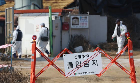 평택 돼지농장서 ASF 확진…올해 17번째 발생