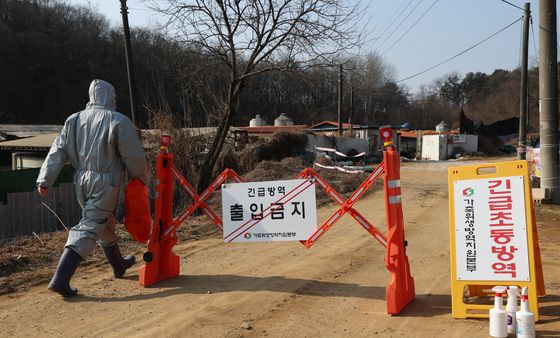 경기 평택 돼지농장서 아프리카돼지열병…화성에 이어 확산