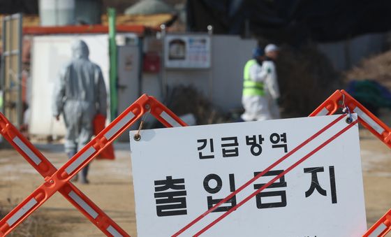 경기 평택 돼지농장서 아프리카돼지열병…화성에 이어 확산