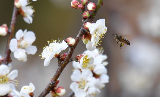 매화 향기 따라