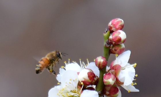 매화 향기에 취한 꿀벌