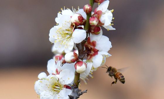 봄 외출 나온 꿀벌