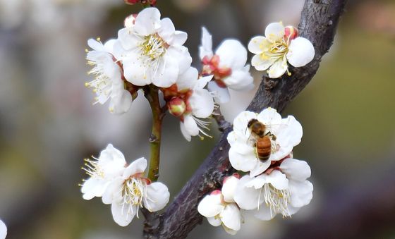 매화꽃에 앉은 꿀벌