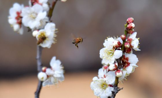 꿀벌들의 분주한 오후