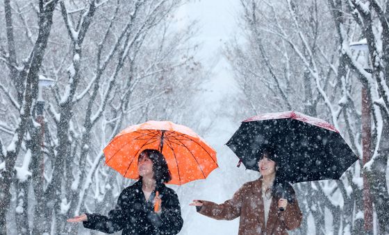 봄 시샘하는 함박눈