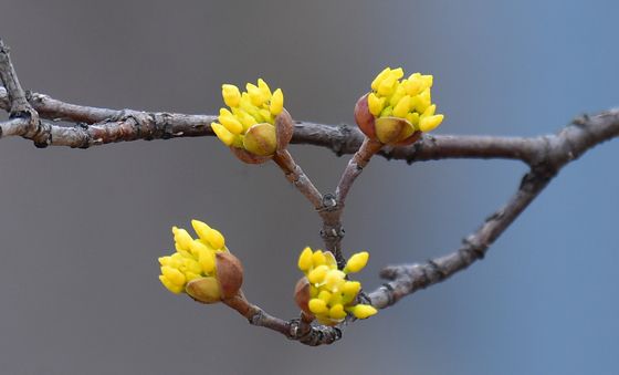 봄 소식 전하는 산수유 꽃