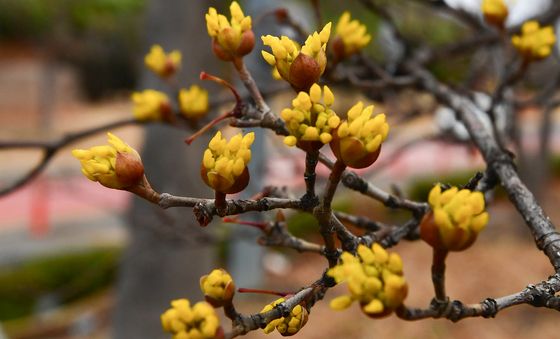 봄 기운 전하는 산수유