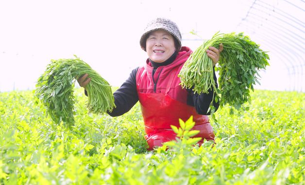 지하암반수로 재배한 미나리 수확