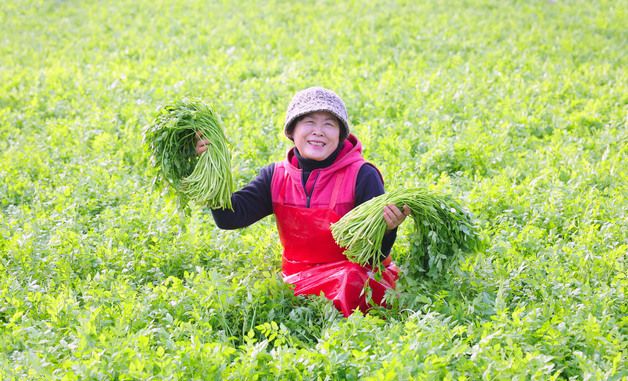 입맛 사로잡는 봄미나리 수확