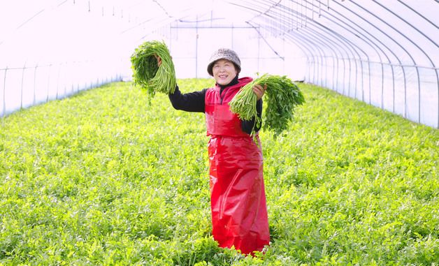 향긋한 함양 봄미나리 맛보세요
