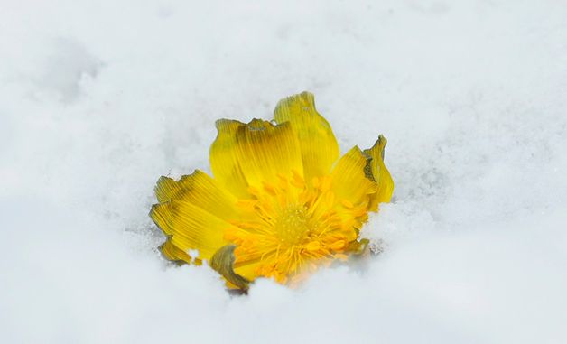 봄기운 머금고 눈 속에 핀 복수초