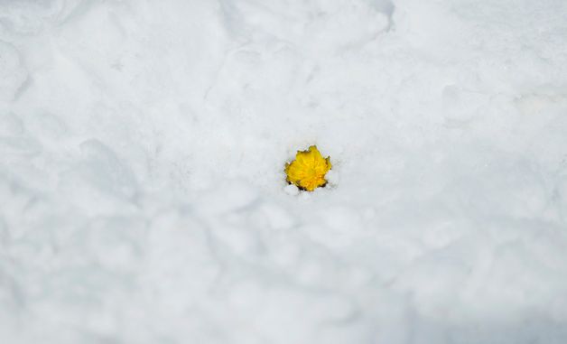 붐의 문턱에 수줍게 핀 복수초