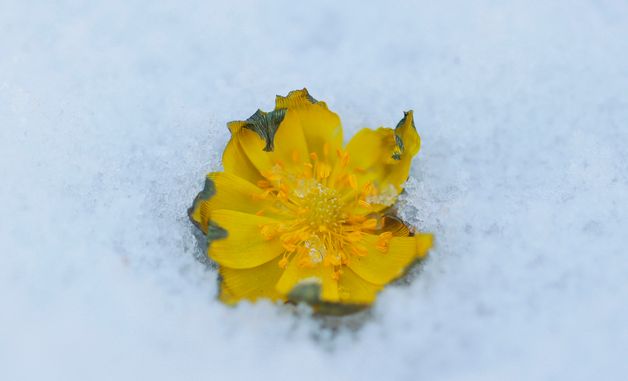 추위 속에 핀 복수초