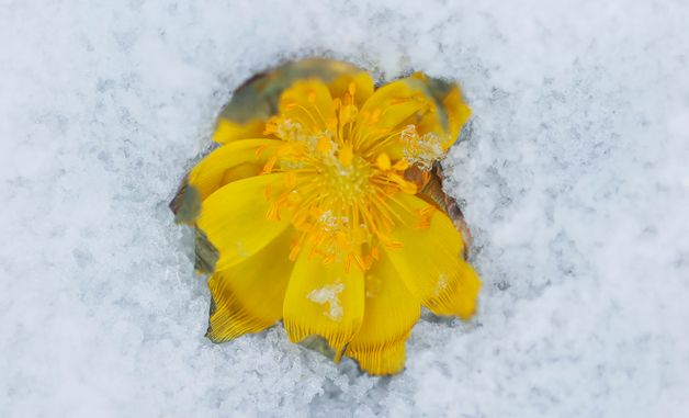 차가운 겨울 이겨낸 복수초