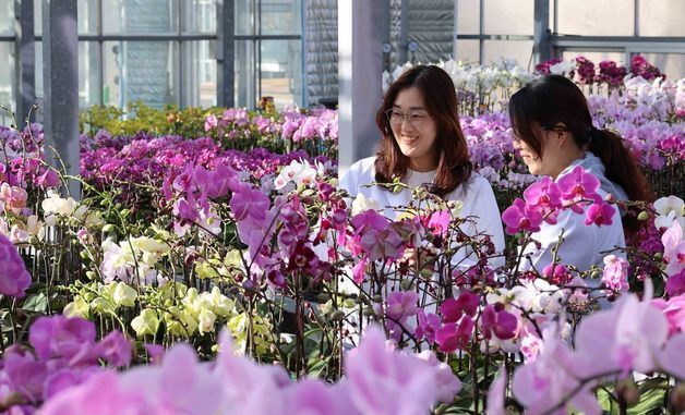 봄을 부르는 난 '팔레놉시스'