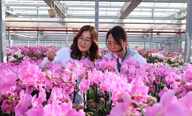 봄을 부르는 난 '팔레놉시스'