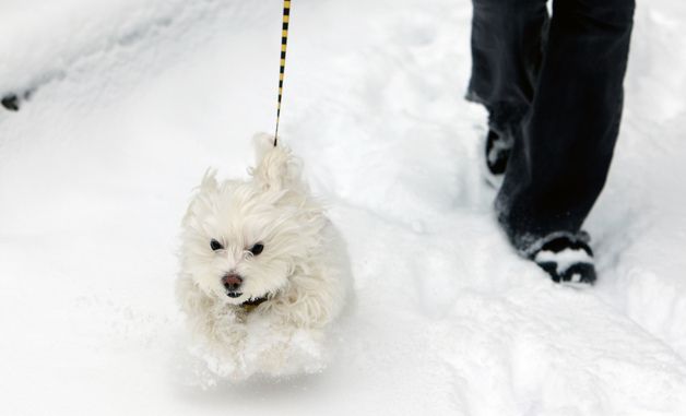[포토] 폴짝폴짝 뛰는 강아지