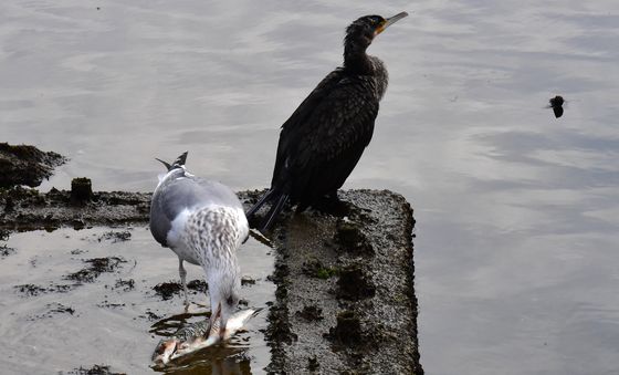어느 부위부터 먹어볼까