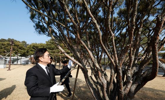 "5.18기념식수 잘컸네"