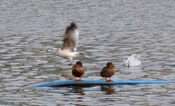 물밖이 더 좋은 오리