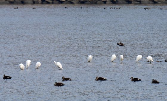 봄 소식 기다리는 백로들