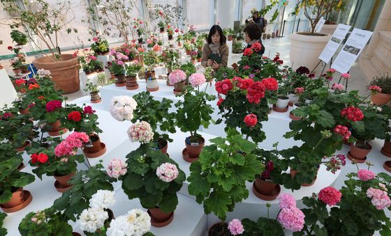 형형색색의 아름다운 제라늄 꽃