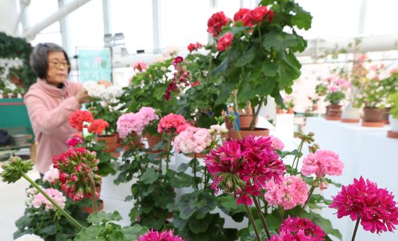 '아름다운 제라늄 꽃 감상하러 오세요'