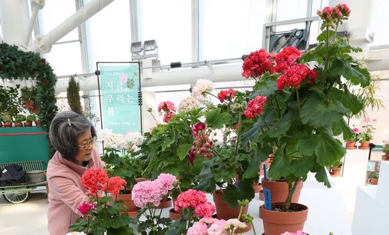 '아름다운 제라늄 꽃 감상하러 오세요'