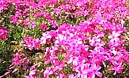 북한, 잔디플록스 선전…"추위와 가뭄에 강해"