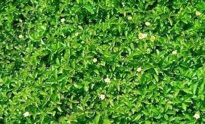 북한, 퍼진양지꽃 조명…"척박한 땅에서도 잘 자란다"