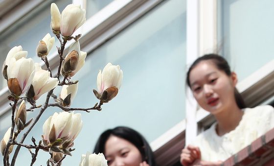 창밖에서 인사하는 봄