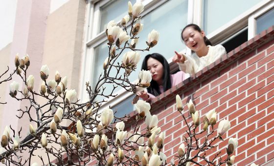 창밖에서 인사하는 봄