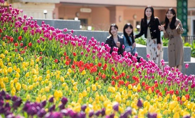 에버랜드, 튤립축제 오는 20일 개막