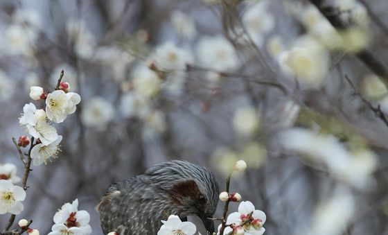매화향기 가득한 대전의 봄