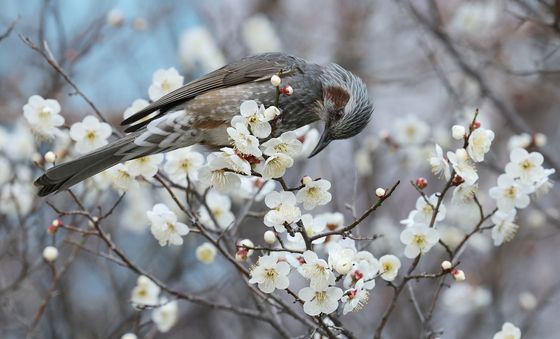 매화꽃 꿀 따는 직박구리