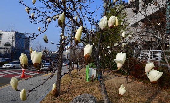 목련의 봄 외출