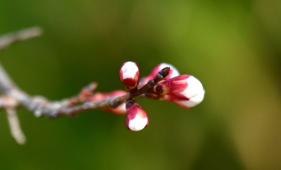 꽃망울 터뜨릴 준비 마쳤어요
