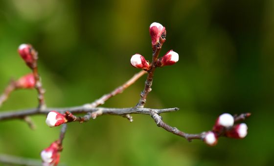 봄외출 준비하는 벚꽃 나무