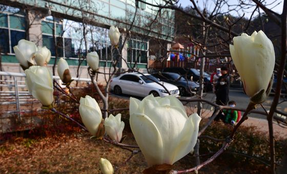 자태 뽐내는 목련